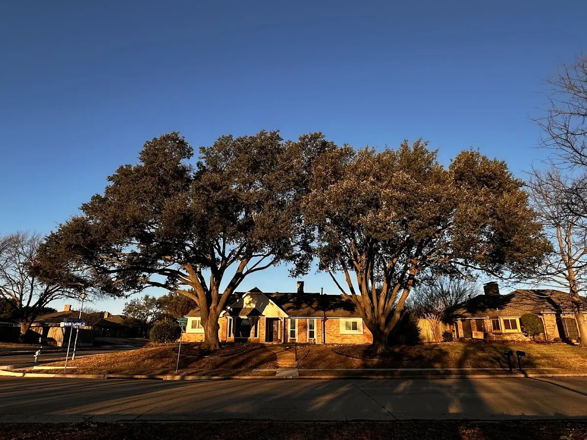 Established residential canopy tree shading a home in Sutherland